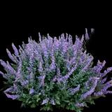Walker's Low Catmint