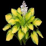 Hosta Goldrush