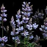 Wild Lupine