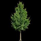 Prairie Sentinel Hackberry
