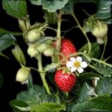 Delizz Strawberry