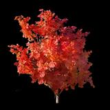 Final Fire Japanese Maple