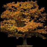 Black Oak