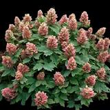 Ruby Slippers Oakleaf Hydrangea