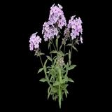 Prairie Phlox