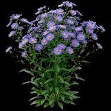 New York Aster