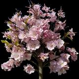 Japanese Flowering Cherry
