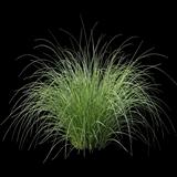Pennsylvania Sedge