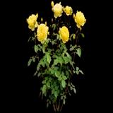 Happy Go Lucky Rose