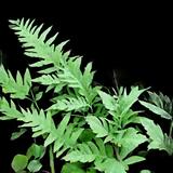 Netted Chain Fern