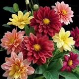 Dahlia