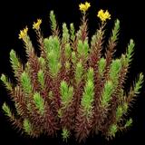 Red Wiggle Stonecrop