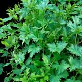 Italian Parsley