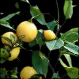 Meyer Lemon