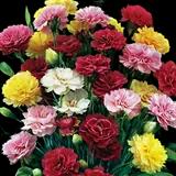 Hardy Carnation
