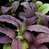 Osaka Purple Mustard