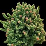 Vilmorin Dwarf Japanese Cedar