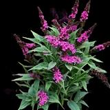 Hot Raspberry Butterfly Bush