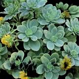 Sedum Palmeri Yellow Stonecrop