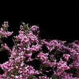 Winter Heath