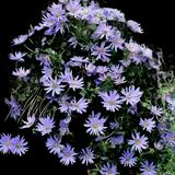 October Skies Aromatic Aster
