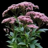 Baby Joe Pye Weed