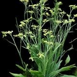 Fennel