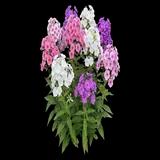 Garden Phlox
