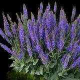 May Night Sage