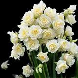 Erlicheer Daffodil