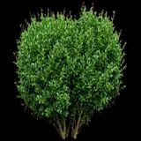 Boxwood Sprinter