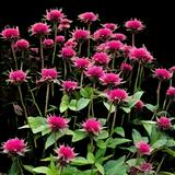 Raspberry Mint Bee Balm