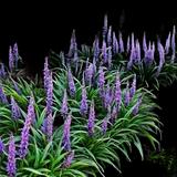 Liriope muscari Big Blue