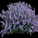 Cat's Pajamas Catmint