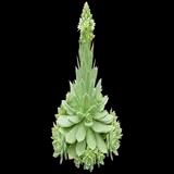 Green Dunce Caps
