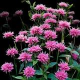 Marshall's Delight Bee Balm