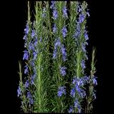 Rosemary Tuscan Blue