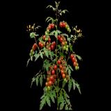 Sweet Tomato