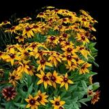 Black-eyed Susan