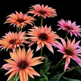 Echinacea purpurea Sunseekers Rainbow