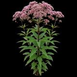 Joe Pye Weed