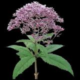Sweet Joe-Pye Weed