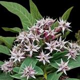 Showy Milkweed