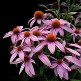 Purple Coneflower Echinacea
