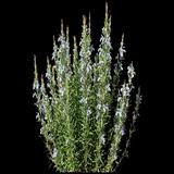 Arp Rosemary