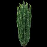 English Yew Skinny
