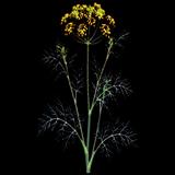 Bouquet Dill