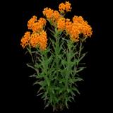 Butterfly Weed