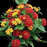 Lantana Luscious Citrus Blend