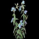 Blue Tweedia
